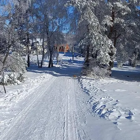 Narcis Polje 3